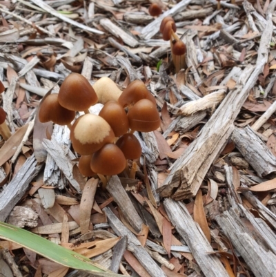 Unidentified Fungus at Queanbeyan West, NSW - 5 Apr 2020 by Speedsta