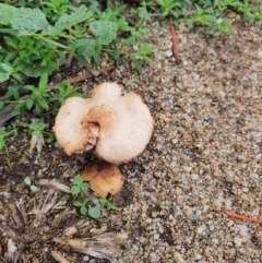 Unidentified Fungus at Queanbeyan West, NSW - 5 Apr 2020 by Speedsta