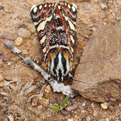 Apina callisto (Pasture Day Moth) at Queanbeyan West, NSW - 5 Apr 2020 by Speedsta