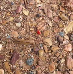 Trombidiidae (family) (Red velvet mite) at Queanbeyan West, NSW - 5 Apr 2020 by Speedsta