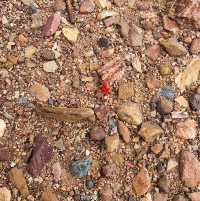 Trombidiidae (family) (Red velvet mite) at Queanbeyan West, NSW - 5 Apr 2020 by Speedsta