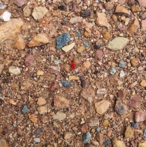 Trombidiidae (family) at Queanbeyan West, NSW - 5 Apr 2020