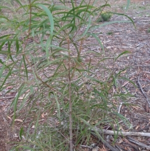 Acacia implexa at Hughes, ACT - 5 Apr 2020 12:08 PM