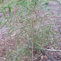 Acacia implexa at Hughes, ACT - 5 Apr 2020 12:08 PM