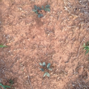 Acacia sp. at Hughes, ACT - 1 Apr 2020