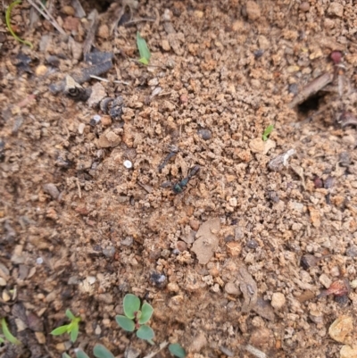 Rhytidoponera metallica (Greenhead ant) at Queanbeyan West, NSW - 5 Apr 2020 by Speedsta