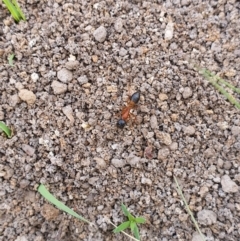 Camponotus consobrinus (Banded sugar ant) at Queanbeyan West, NSW - 5 Apr 2020 by Speedsta