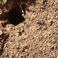 Camponotus aeneopilosus (A Golden-tailed sugar ant) at Queanbeyan West, NSW - 5 Apr 2020 by Speedsta