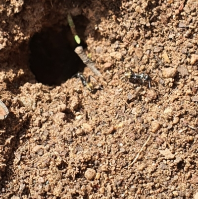 Camponotus aeneopilosus (A Golden-tailed sugar ant) at Queanbeyan West, NSW - 5 Apr 2020 by Speedsta