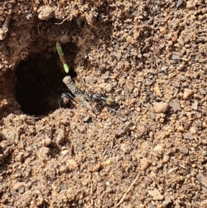 Camponotus aeneopilosus at Queanbeyan West, NSW - 5 Apr 2020 02:17 PM