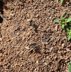 Camponotus aeneopilosus at Queanbeyan West, NSW - 5 Apr 2020