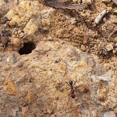 Iridomyrmex purpureus (Meat Ant) at Queanbeyan West, NSW - 5 Apr 2020 by Speedsta