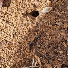 Crematogaster sp. (genus) (Acrobat ant, Cocktail ant) at Queanbeyan West, NSW - 5 Apr 2020 by Speedsta