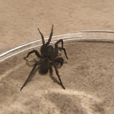 Lycosidae (family) (Unidentified wolf spider) at Queanbeyan West, NSW - 1 Apr 2020 by Speedsta