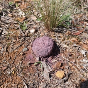 Calvatia cyathiformis at Queanbeyan West, NSW - 31 Mar 2020 01:50 PM