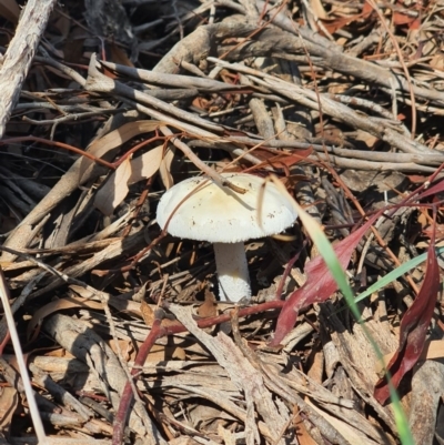Unidentified Fungus at Jerrabomberra, NSW - 31 Mar 2020 by Speedsta