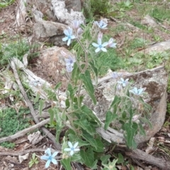 Oxypetalum coeruleum (Tweedia or Southern Star) at Isaacs Ridge - 4 Apr 2020 by Mike