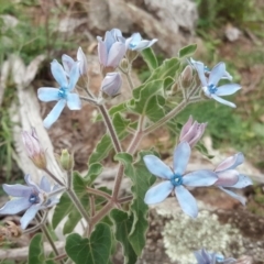 Oxypetalum coeruleum at Jerrabomberra, ACT - 5 Apr 2020