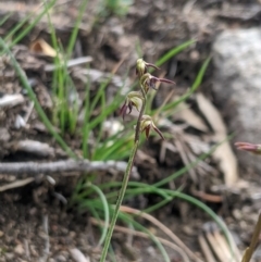 Corunastylis clivicola (Rufous midge orchid) at Theodore, ACT - 4 Apr 2020 by MattM