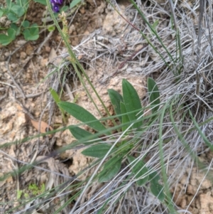 Plantago varia at Theodore, ACT - 5 Apr 2020 12:19 AM