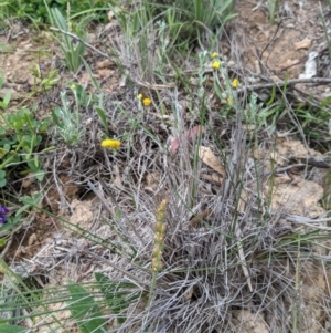 Plantago varia at Theodore, ACT - 5 Apr 2020 12:19 AM