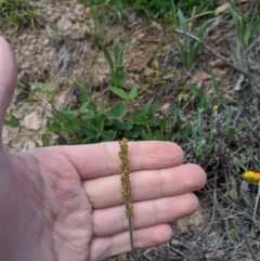 Plantago varia at Theodore, ACT - 5 Apr 2020 12:19 AM