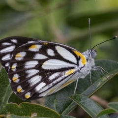 Belenois java (Caper White) at Googong, NSW - 5 Apr 2020 by WHall