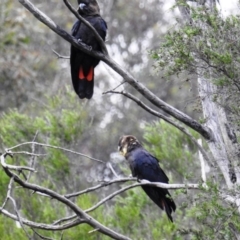 Calyptorhynchus lathami (Glossy Black-Cockatoo) at Karabar, NSW - 5 Apr 2020 by HelenCross