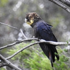 Calyptorhynchus lathami lathami at Karabar, NSW - 5 Apr 2020