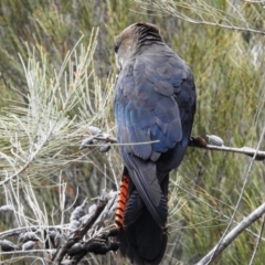 Calyptorhynchus lathami lathami at Karabar, NSW - 5 Apr 2020