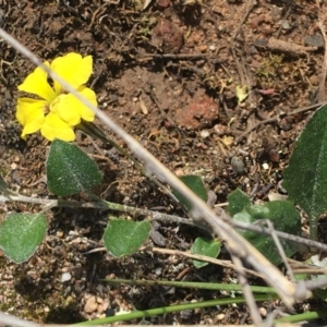 Goodenia hederacea at Jerrabomberra, ACT - 5 Apr 2020