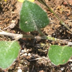 Goodenia hederacea at Jerrabomberra, ACT - 5 Apr 2020