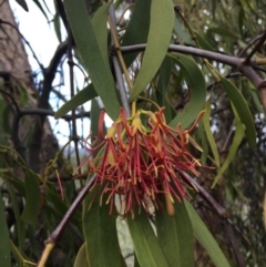 Amyema miquelii (Box Mistletoe) at Isaacs Ridge - 5 Apr 2020 by KL