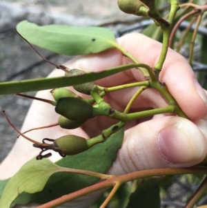 Amyema miquelii at Jerrabomberra, ACT - 5 Apr 2020