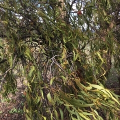 Amyema miquelii at Jerrabomberra, ACT - 5 Apr 2020