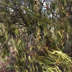 Amyema miquelii at Jerrabomberra, ACT - 5 Apr 2020