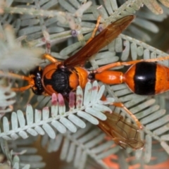 Delta bicinctum (Potter wasp) at West Belconnen Pond - 3 Jan 2010 by Bron