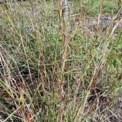 Cymbopogon refractus (Barbed-wire Grass) at Calwell, ACT - 4 Apr 2020 by VeraKurz