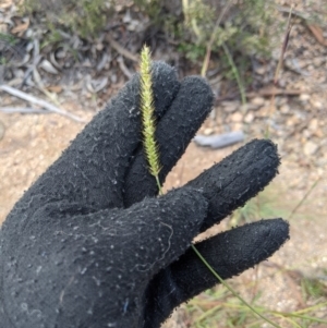 Setaria sp. at Theodore, ACT - 5 Apr 2020