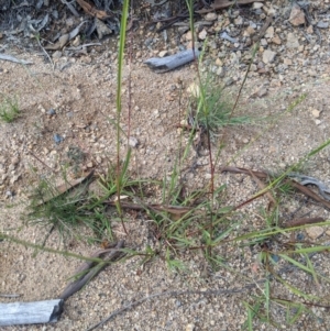 Setaria sp. at Theodore, ACT - 5 Apr 2020