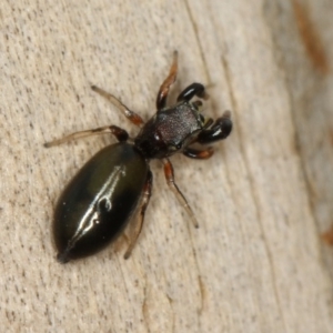 Rhombonotus gracilis at Dunlop, ACT - 30 Nov 2012