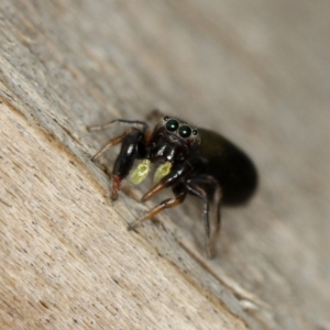 Rhombonotus gracilis at Dunlop, ACT - 30 Nov 2012