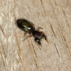 Rhombonotus gracilis at Dunlop, ACT - 30 Nov 2012