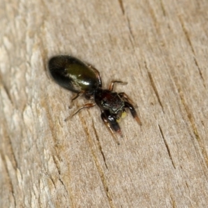 Rhombonotus gracilis at Dunlop, ACT - 30 Nov 2012