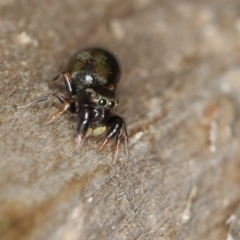 Rhombonotus gracilis at Dunlop, ACT - 30 Nov 2012