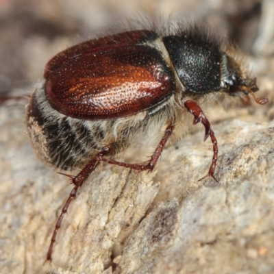 Liparetrus sp. (genus) (Chafer beetle) at Dunlop, ACT - 5 Apr 2012 by Bron