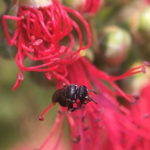 Hylaeus philoleucus at Mogo, NSW - 27 Nov 2019 11:55 AM