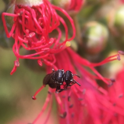 Hylaeus philoleucus at Mogo, NSW - 27 Nov 2019 by PeterA