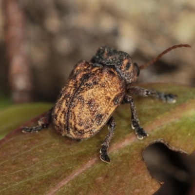 Cadmus (Brachycaulus) ferrugineus (Leaf beetle) at Dunlop, ACT - 5 Apr 2012 by Bron
