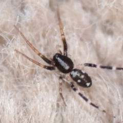 Lampona sp. (genus) (White-tailed spider) at Evatt, ACT - 4 Apr 2020 by Thurstan